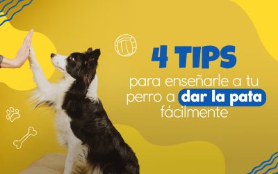 4 tips para enseñarle a tu perro a dar la pata fácilmente