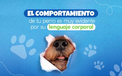 El comportamiento de tu perro es muy evidente por su lenguaje corporal
