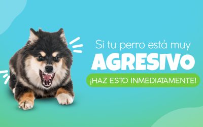 Si tu perro está muy agresivo ¡haz esto inmediatamente!