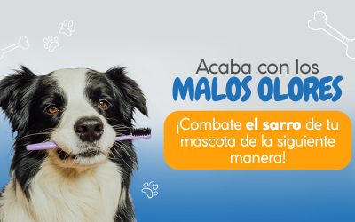 Acaba con los malos olores ¡Combate el sarro de tu mascota de la siguiente manera!