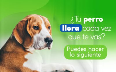 ¿Tu perro llora cada vez que te vas? Puedes hacer lo siguiente