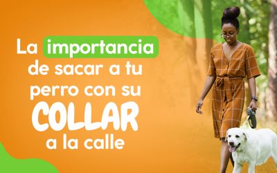 La importancia de sacar a tu perro con collar a la calle
