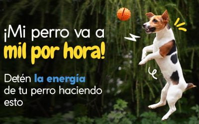 ¡Mi perro va a mil por hora! Detén la energía de tu perro haciendo esto