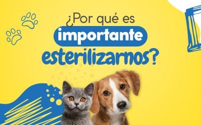 ¿Por qué es importante esterilizarnos?