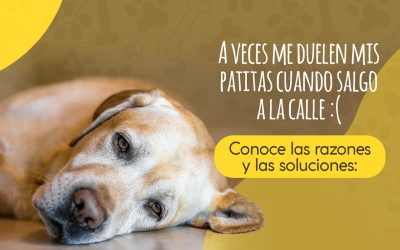 A veces me duelen mis patitas cuando salgo a la calle. Conoce las razones y las soluciones: