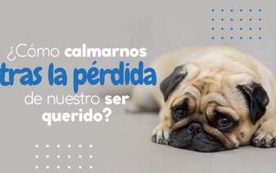 ¿Cómo calmarnos tras la pérdida de nuestro ser querido?