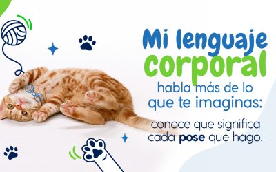 Mi lenguaje corporal habla más de lo que te imaginas: conoce qué significa cada pose