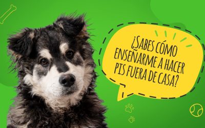 ¿Sabes cómo enseñarme a hacer pis fuera de casa? Haz lo siguiente: