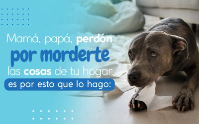 Mamá, Papá, perdón por morderte las cosas de tu hogar, es por esto que lo hago