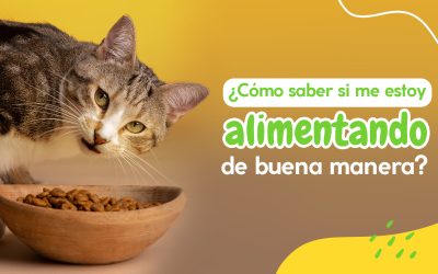 ¿Cómo saber si me estoy alimentando de buena manera?