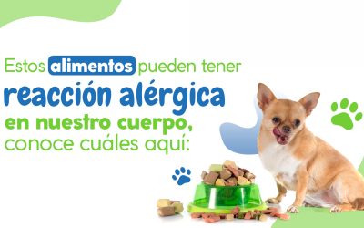 Estos alimentos pueden tener reacción alérgica en nuestro cuerpo, conoce cuáles aquí: