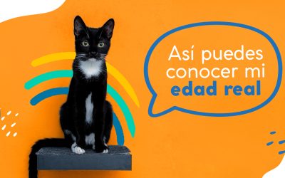Así puedes conocer mi edad real