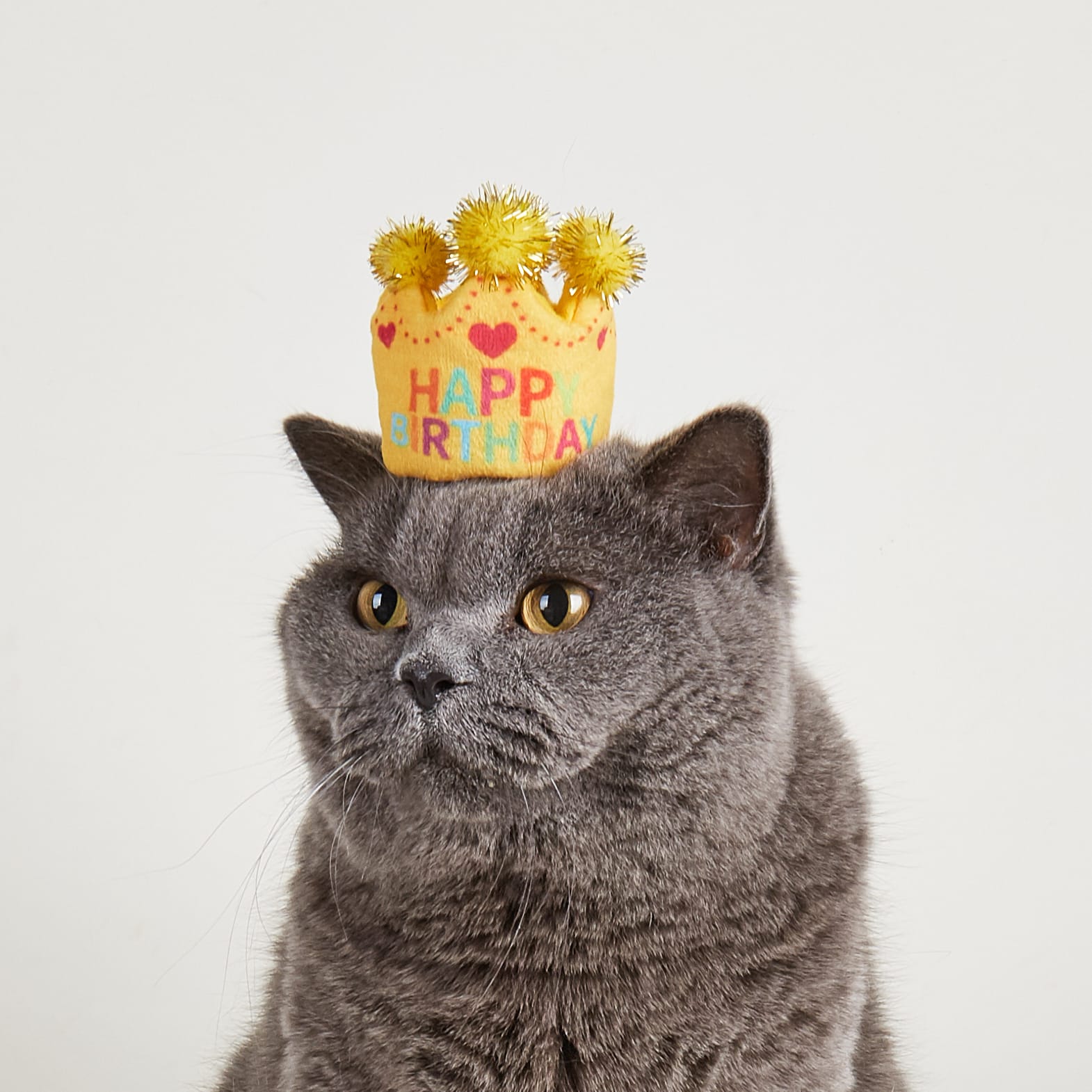 Gatos Crown birthday
